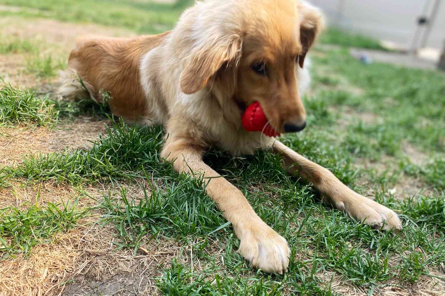 Dog laying in the grass and chewing on the Playology Puppy Bounce Ball Dog Toy