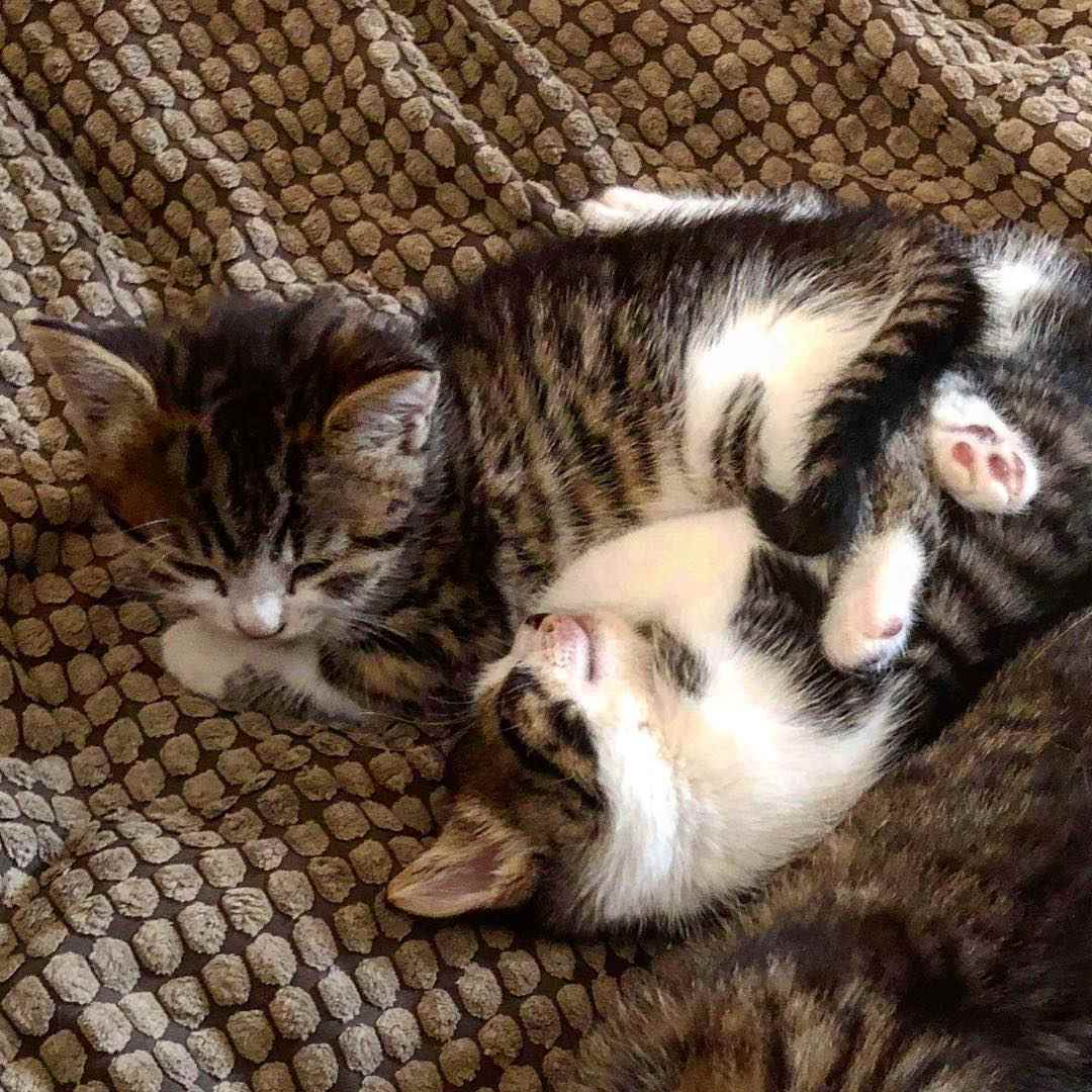 两只棕色和白色的小猫在一起玩耍