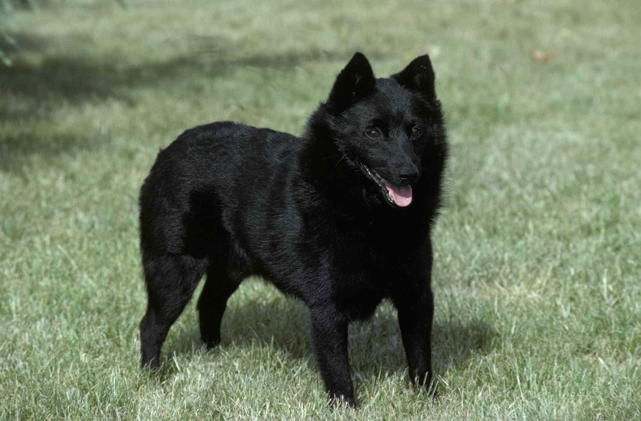 席普克犬站在草地上