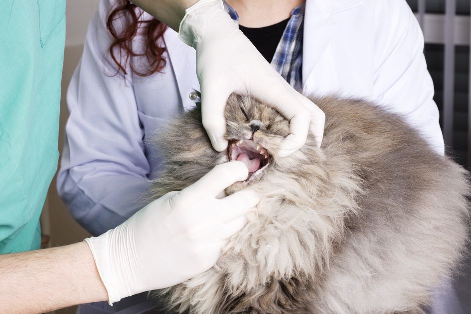 兽医正在检查猫的嘴