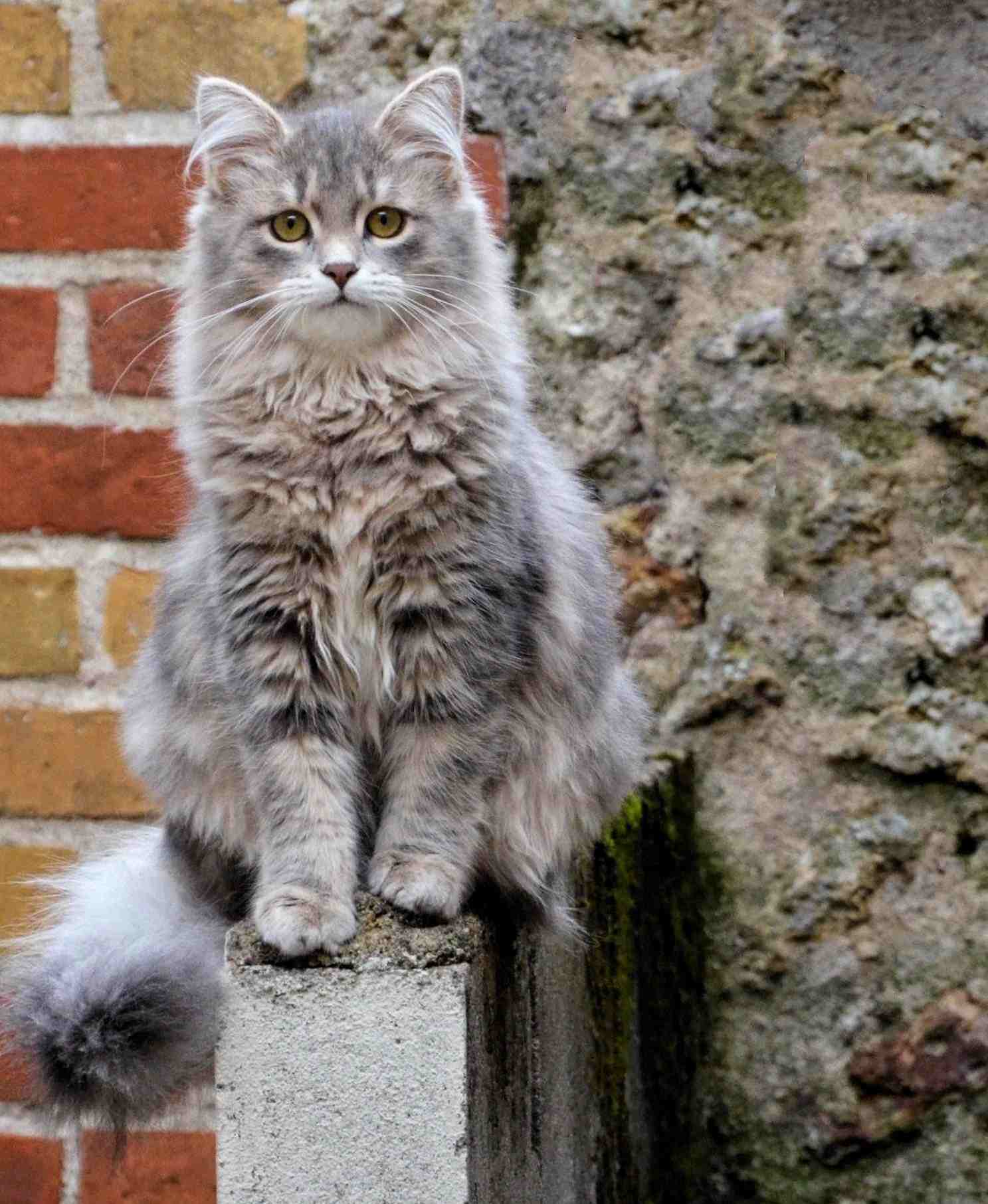 西伯利亚猫