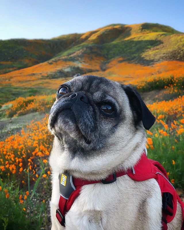 A pug in a red harness looking up over the camera in front of a meadow of flowers.