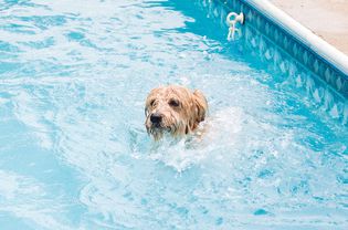 Small tan dog swimming in a pool closeup