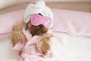 狗穿着睡袍，戴着睡眠面具，头上戴着毛巾。
