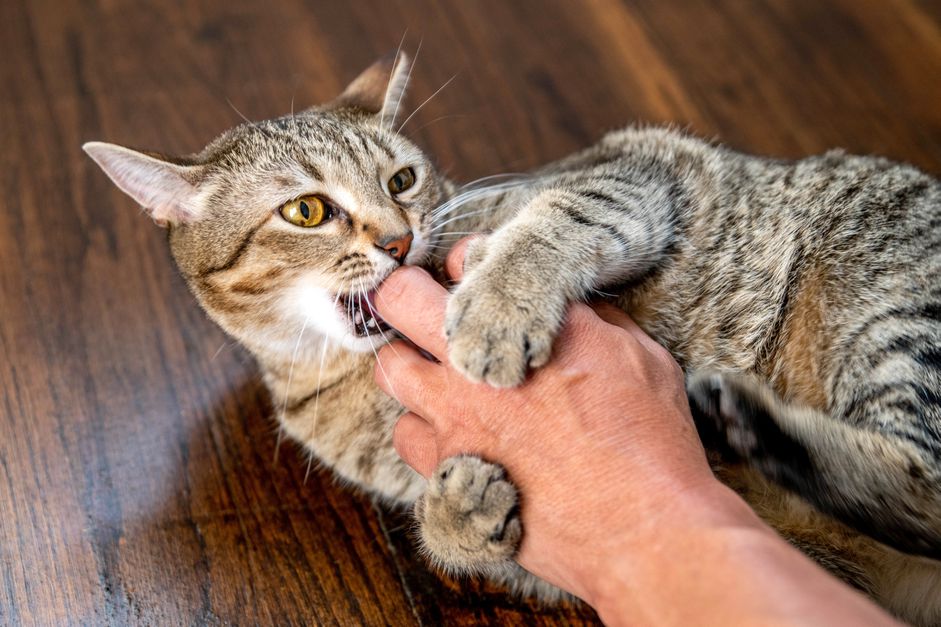 棕色和白色的猫咬主人的手