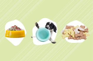 狗食碗，狗与碗和狗骨头在绿色背景的组合照片