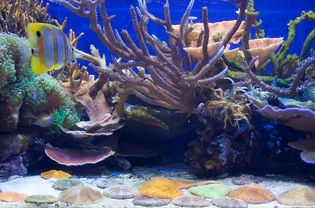 有鱼和珊瑚的水族馆
