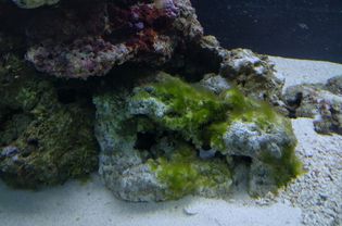 Hair algae on live rock