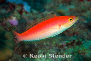 雌性铅笔濑鱼(Pseudojuloides cerasinus)