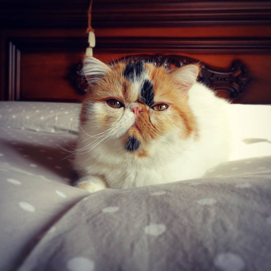 猫猫