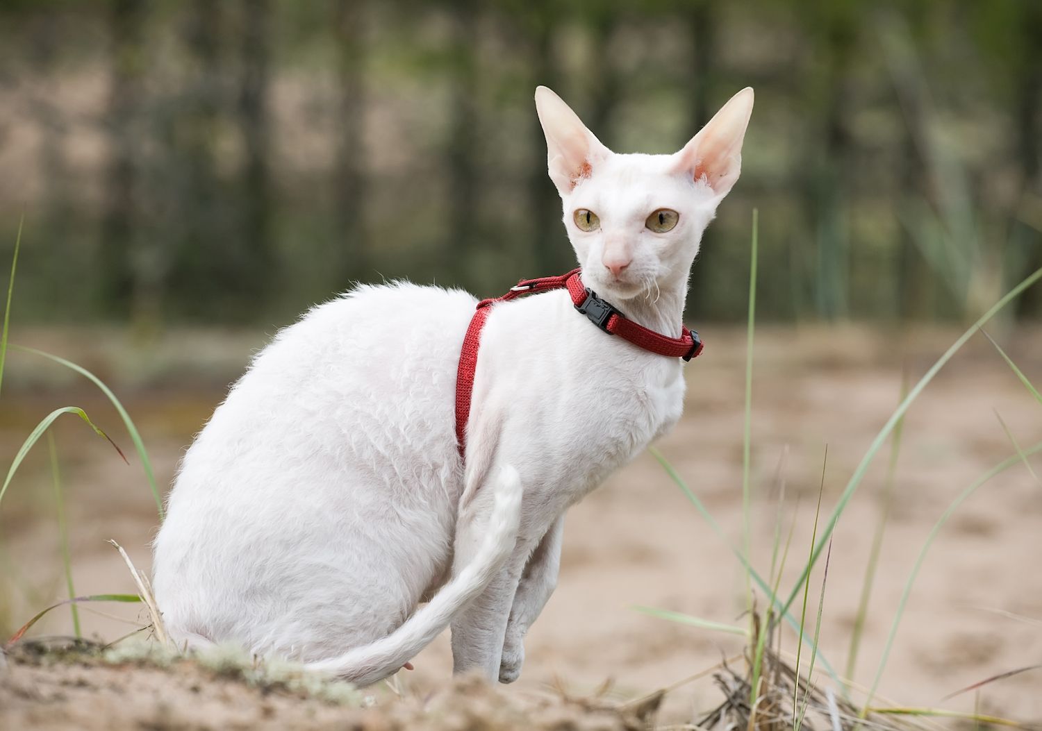 系着皮带的白色康沃尔雷克斯犬