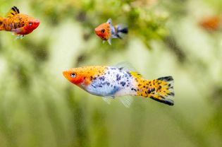 水族馆中游动着橙色和白色的黑斑鱼
