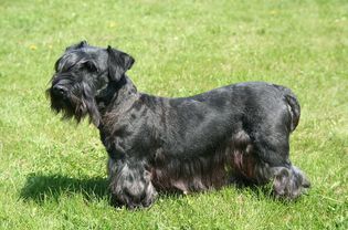 cesky terrier in the grass