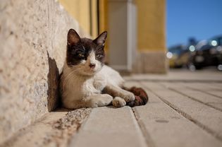 人行道上有一只野猫