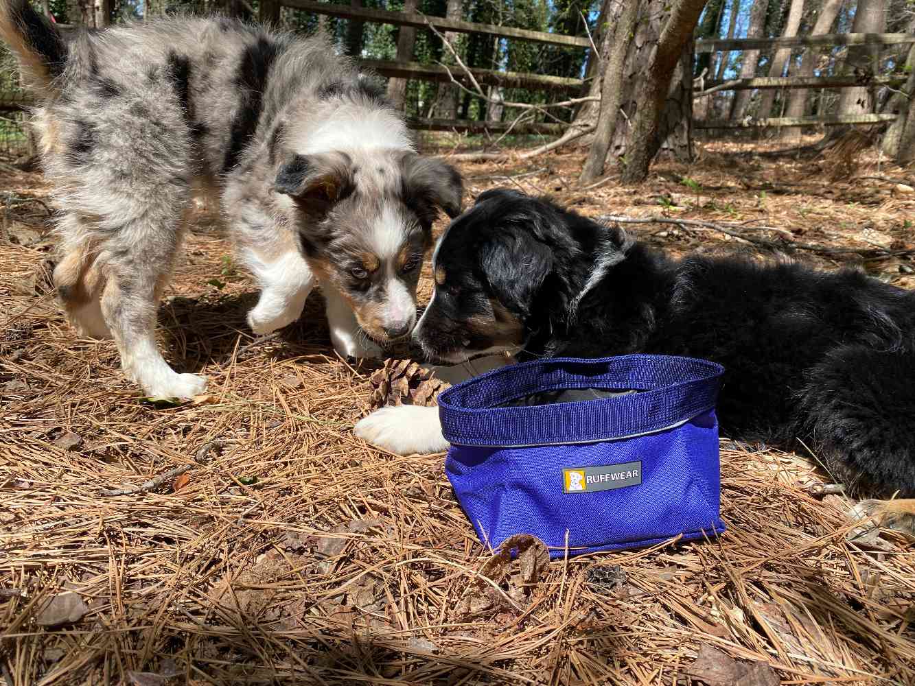 两条狗躺在拉夫沃伊犬碗旁边