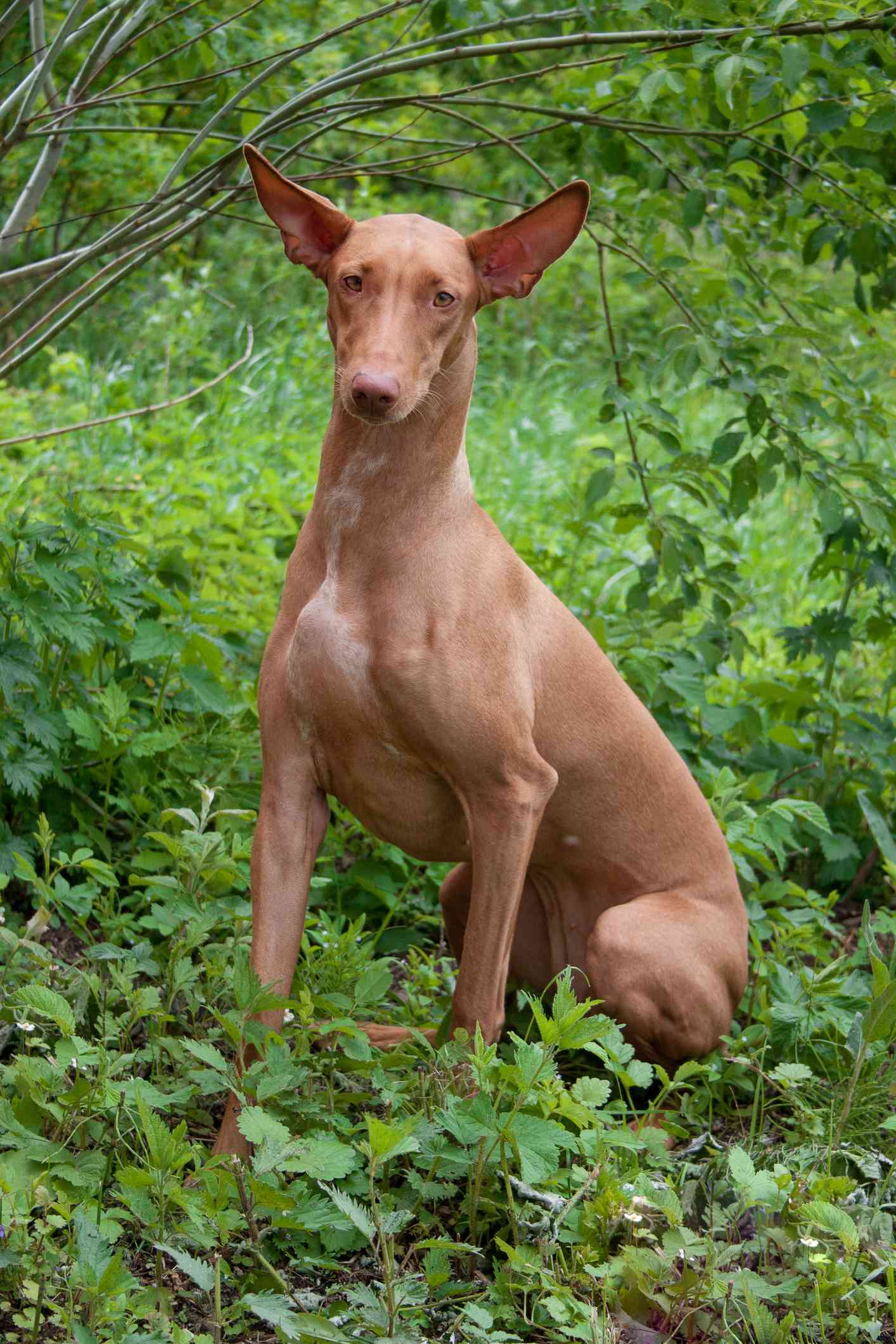法老王猎犬