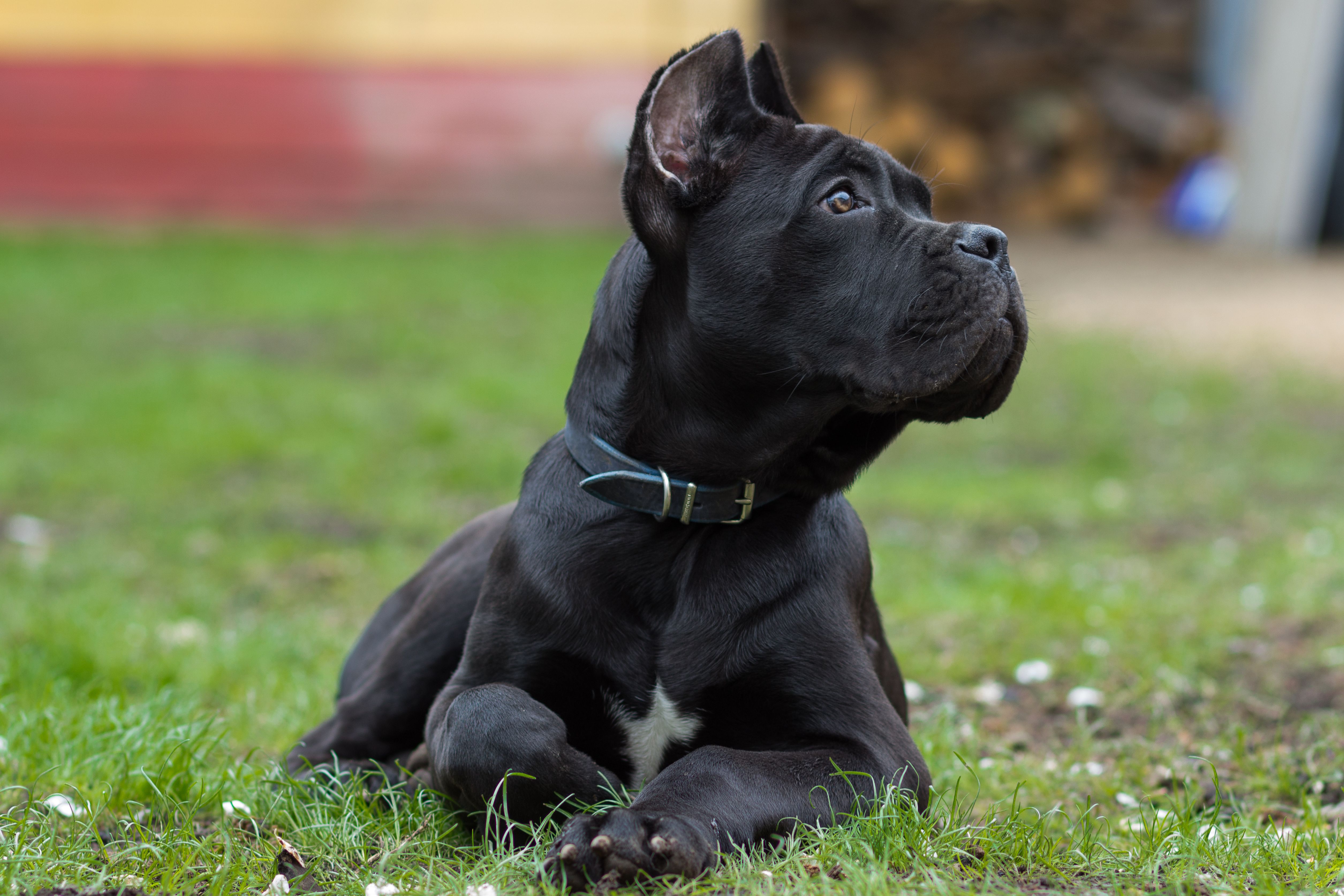 3个月大的甘蔗犬躺在草地上