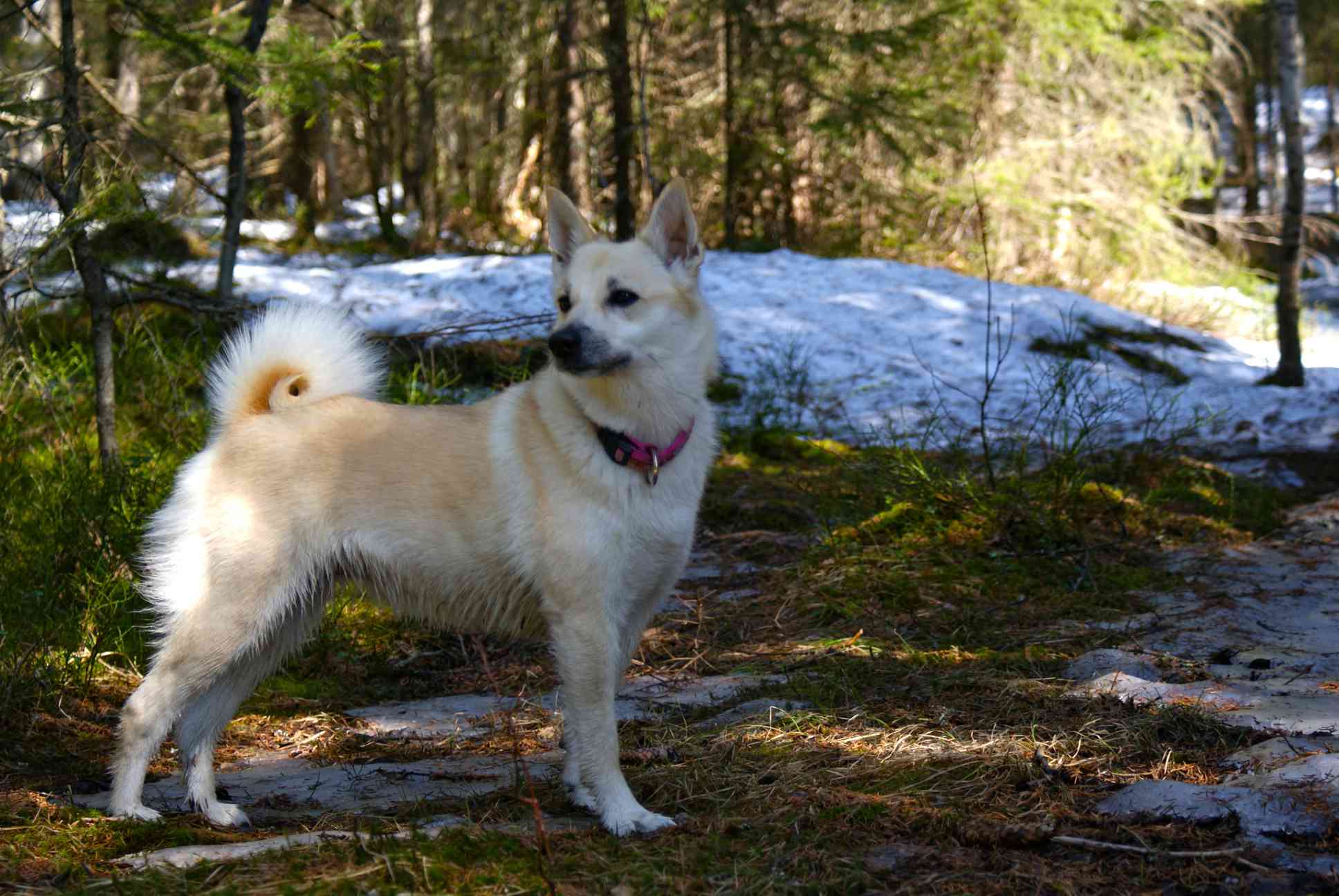 挪威布洪犬站在森林里，背景上有一些积雪