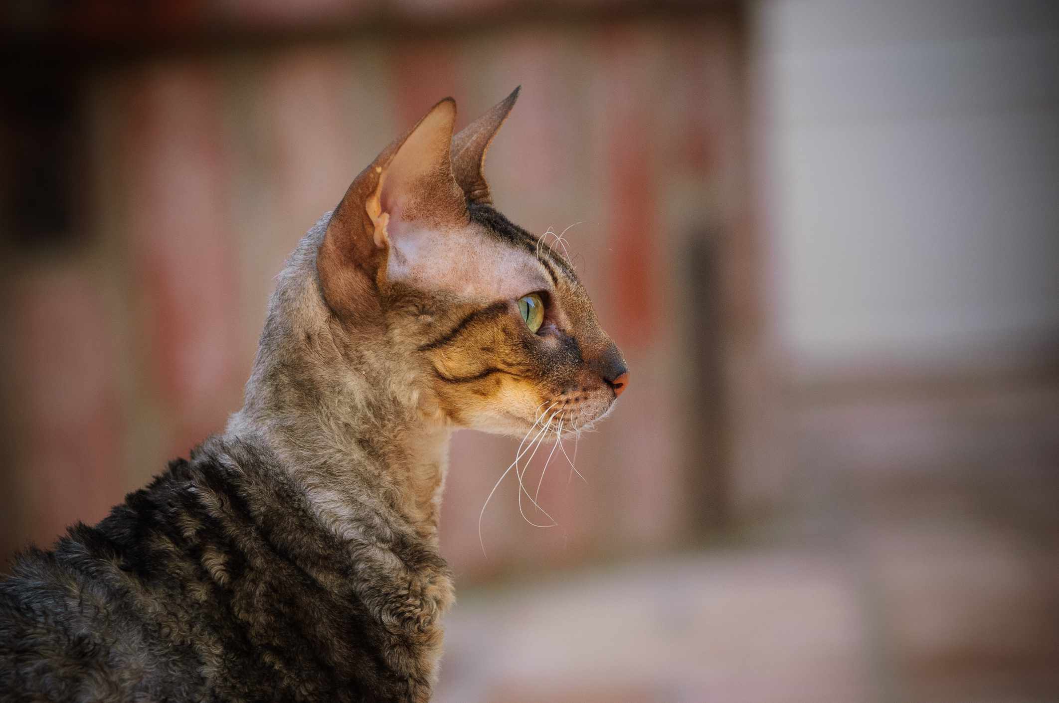 侧面的虎斑康沃尔雷克斯猫