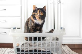 橙色和黑色的猫坐在叠好的衣服上
