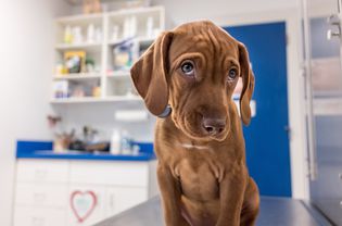 Portrait Of Dog In Vets Office