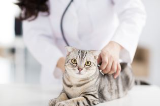 女兽医医生带着猫