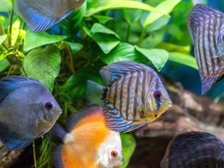 水族馆里有蓝色、橙色和蓝色条纹的鱼在水下的树叶前游泳