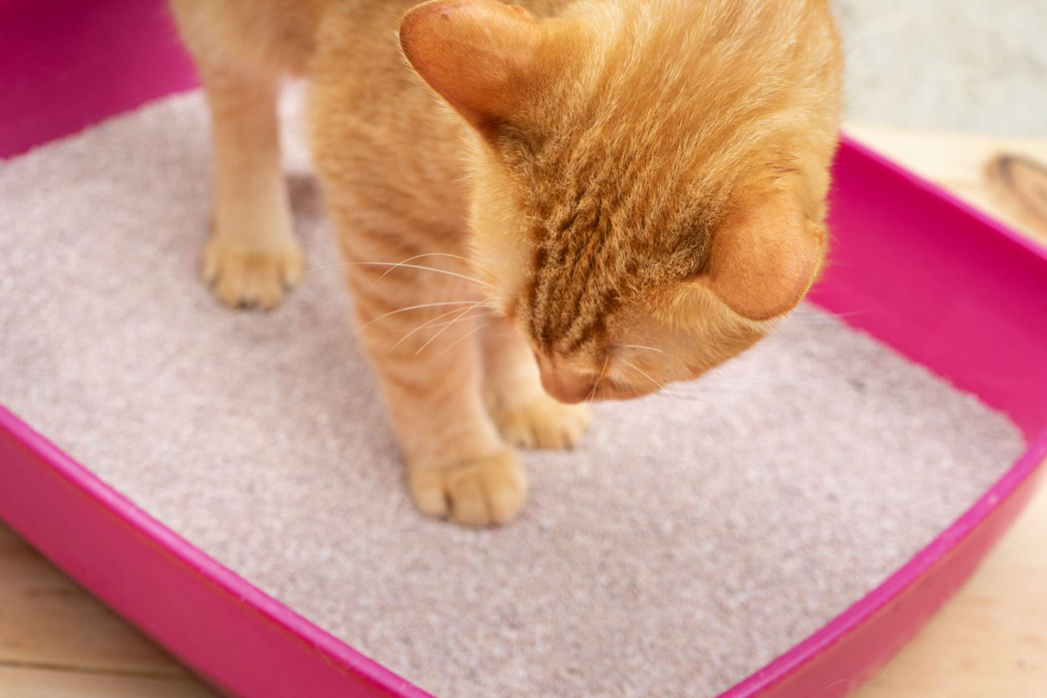 猫砂盆