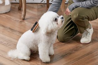 正在刷一只比熊犬
