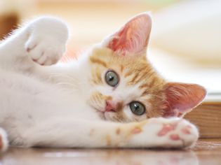 小猫