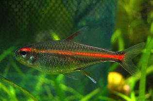 Tetra Glowlight