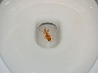 金鱼在鱼缸里