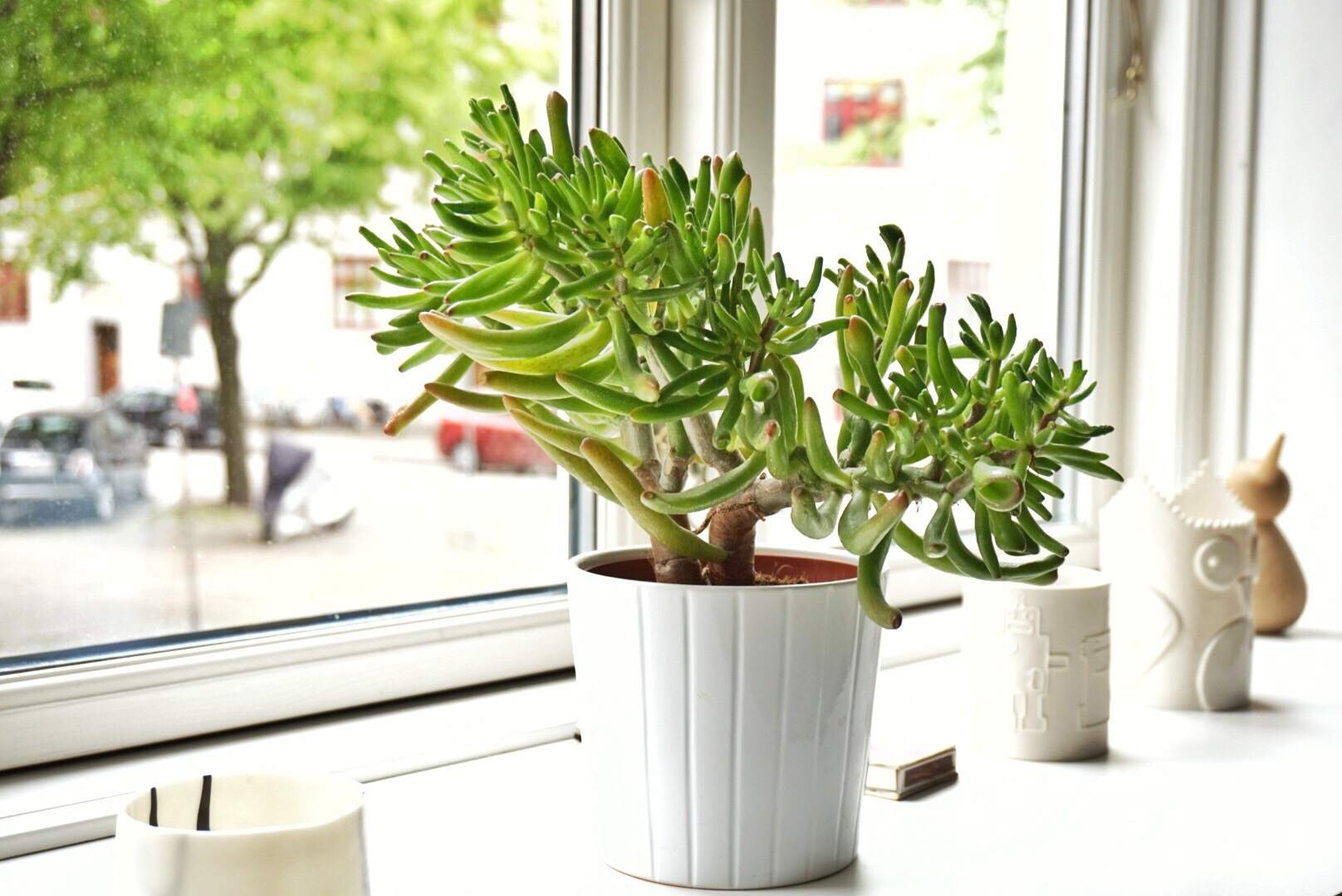 窗台上的玉植物