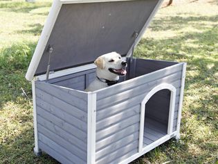 Petsfit Dog House, Dog House Outdoor