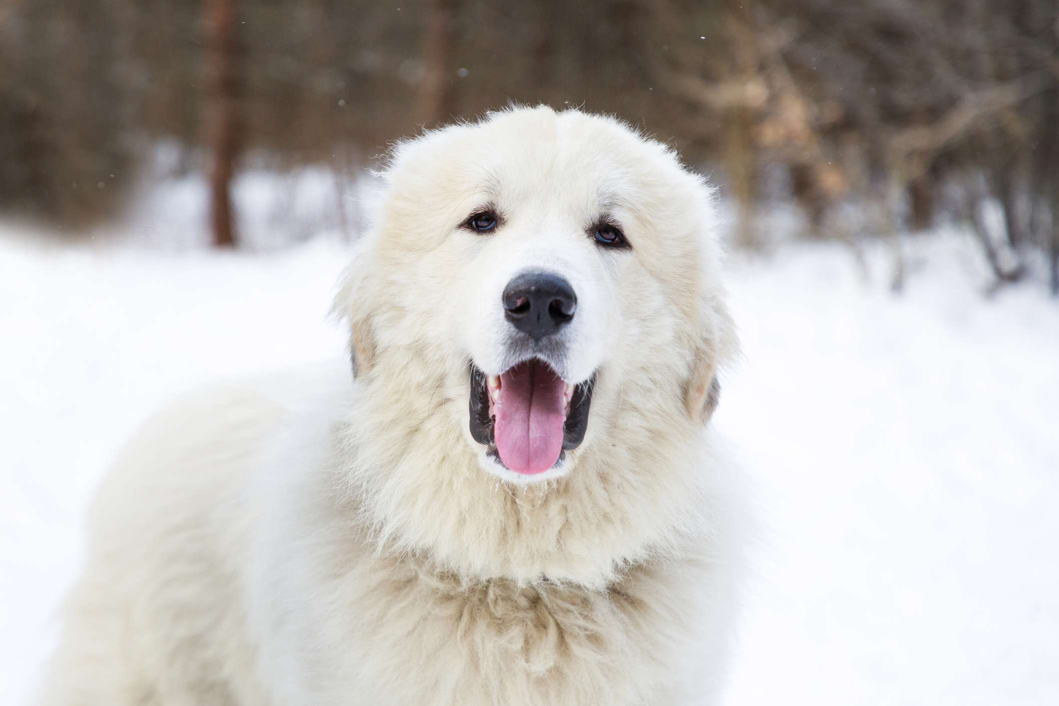 大白熊犬