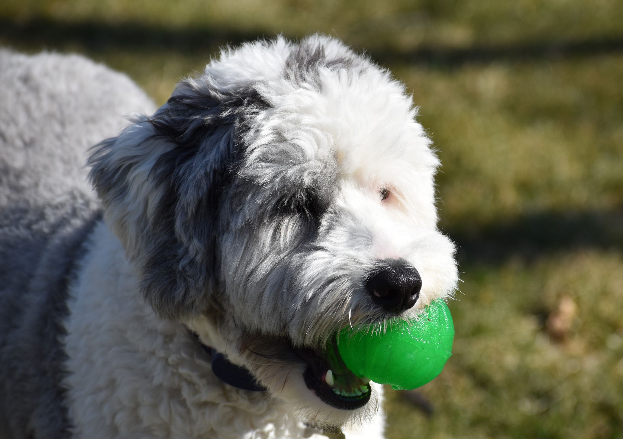 Sheepadoodle puppy with a ball in its mouth.