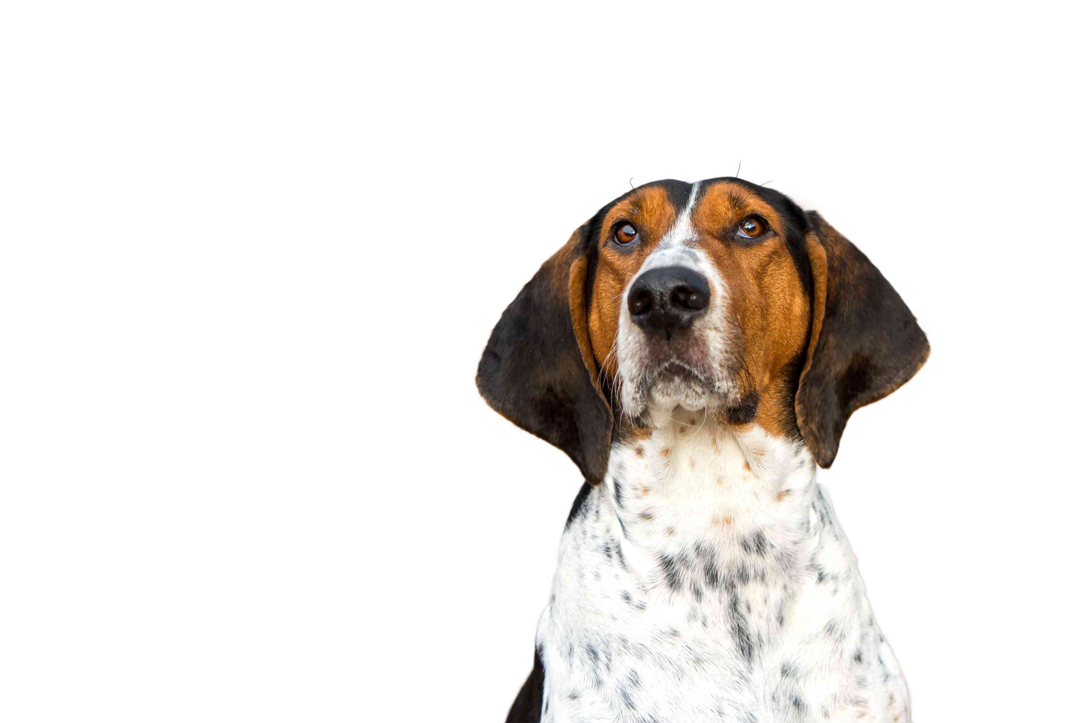 树行者猎浣熊犬爆头