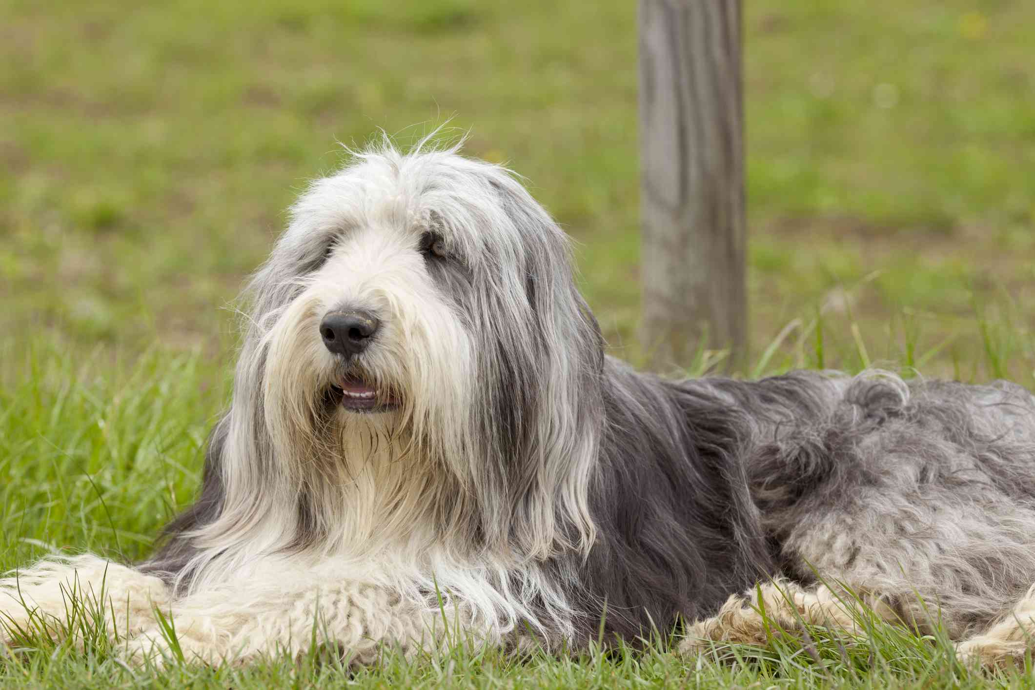 长胡子的牧羊犬躺在草地上
