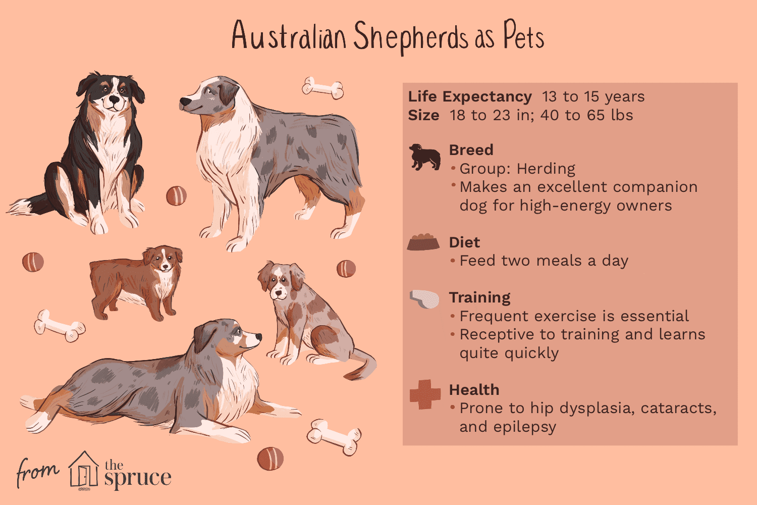 澳大利亚牧羊犬作为宠物的插图
