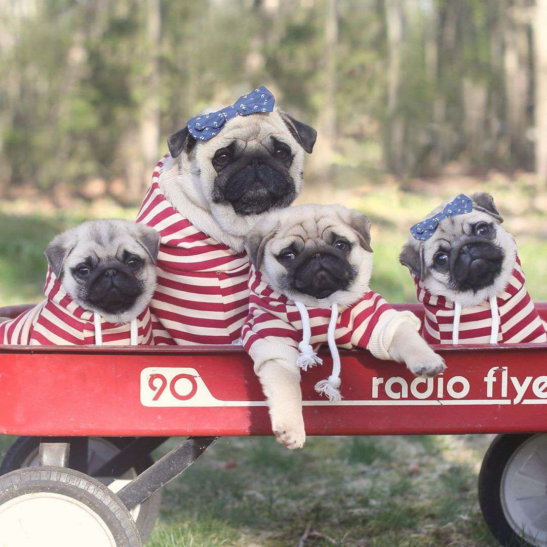 Four pugs dressed in white striped hoodies looking at the camera while posed in a red wagon.