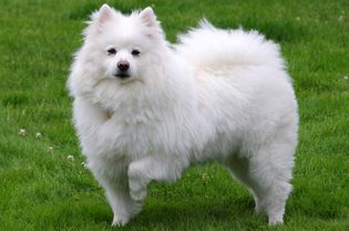 一只美国爱斯基摩犬的侧面画像