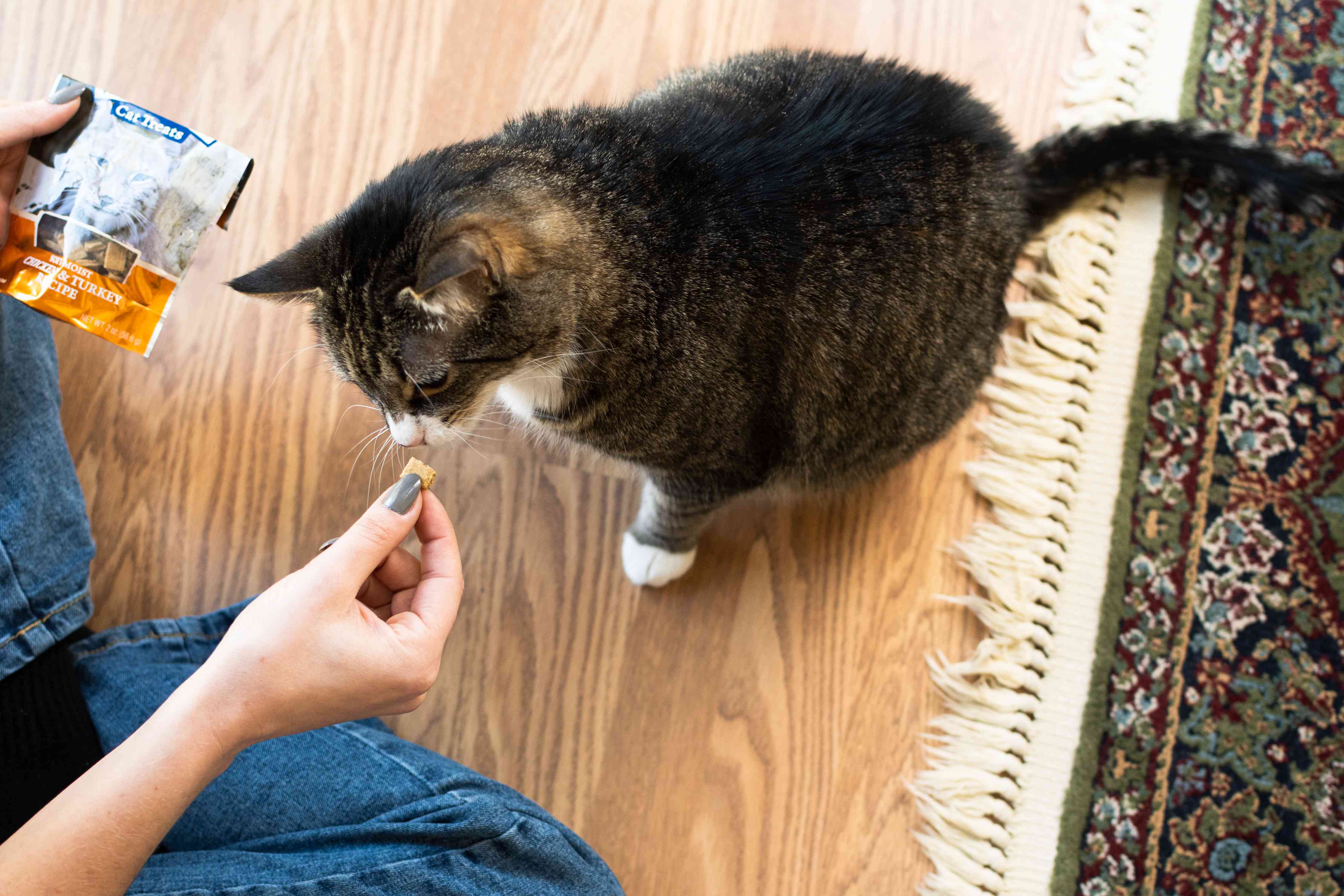一只猫被给予了小的款待＂width=