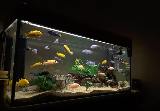 在水族馆里游泳
