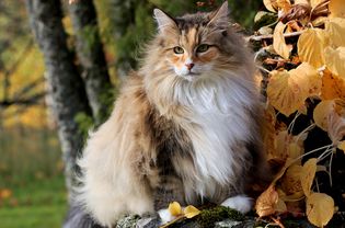 一只挪威森林猫在户外的树上栖息