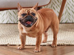 一只正在喘气的法国斗牛犬