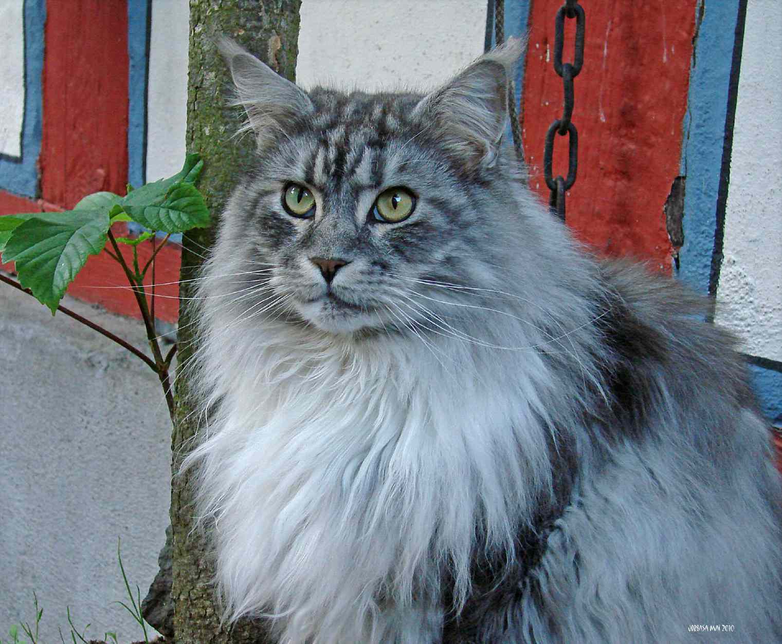 外面的缅因猫