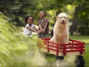 这只拉布拉多犬(拉布拉多犬和贵宾犬杂交)可以成为很棒的宠物。
