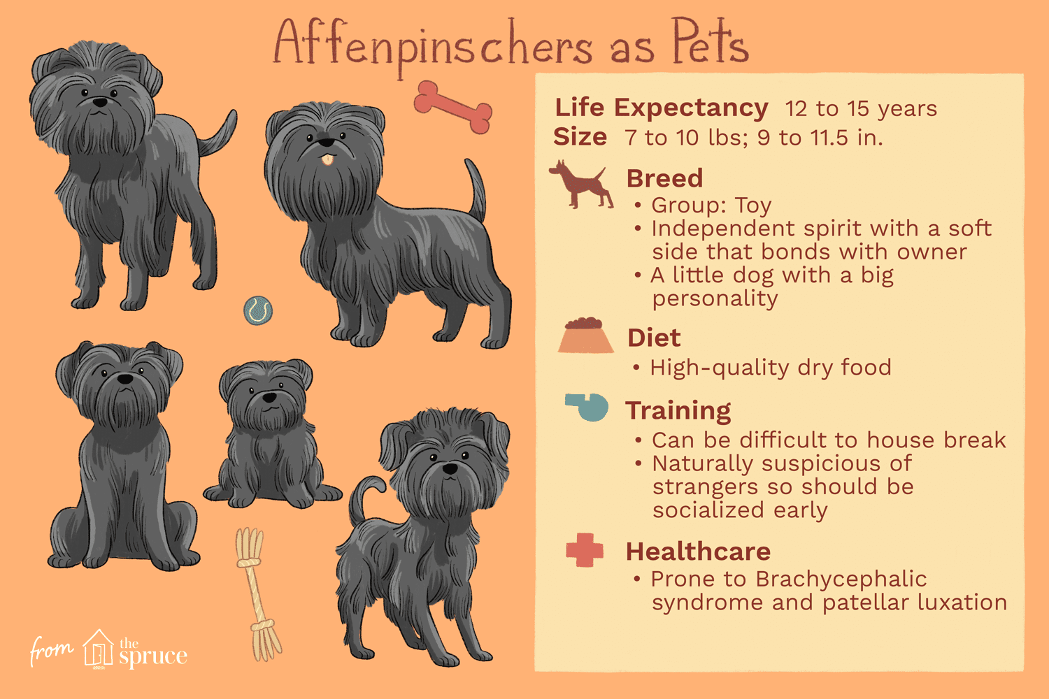 Affenpinschers作为宠物的插图