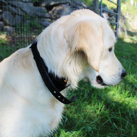 狼纹无电击犬训练项圈
