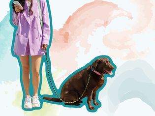 遛狗人遛狗的照片